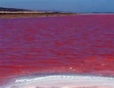 Laut Merah Di Negara Mesir Terjadi Karena